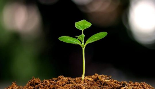 Het plantje dat staat als het symbool voor samen groeien: duurzame loopbanen bij Schilt