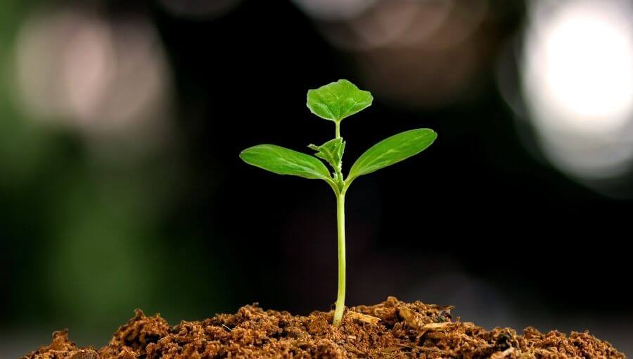 Het plantje dat staat als het symbool voor samen groeien: duurzame loopbanen bij Schilt